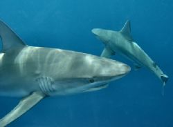 Deep Blue...ok, maybe not so deep. by Glenn Poulain 